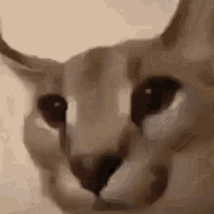 floppa-cat-floppacat.gif