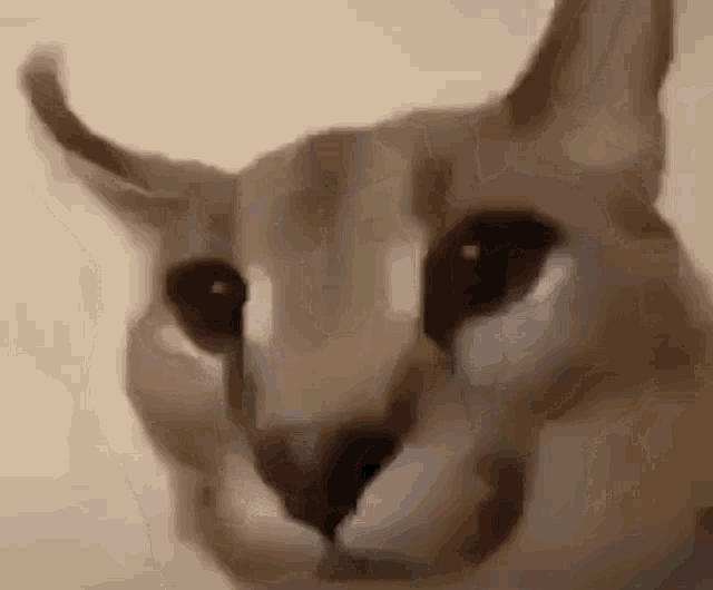 floppa-cat-floppacat.gif